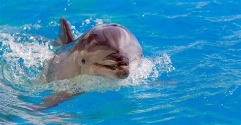 bottlenose test|Brainy Dolphins Pass the Human 'Mirror' Test (Published 2001).